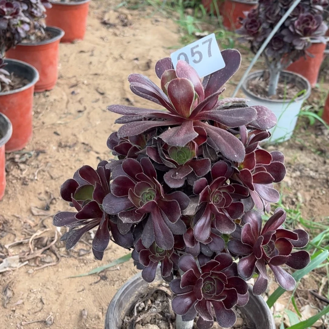 诗*黑圆叶957多肉不包断枝