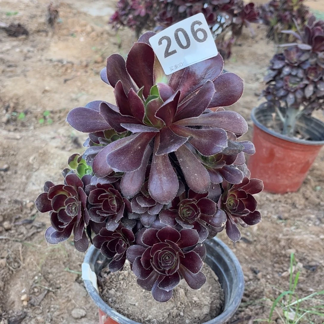 黑圆叶206多肉不包断枝