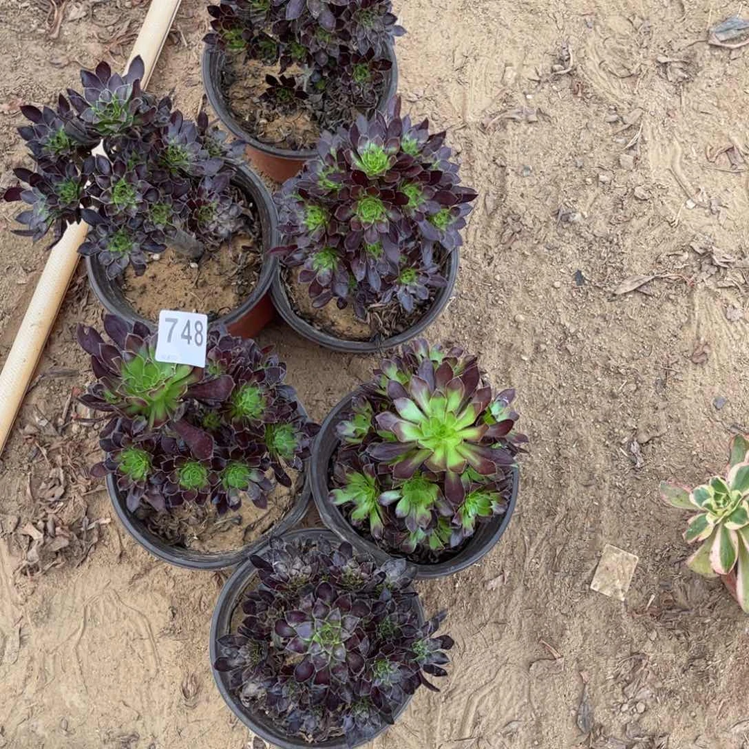 量拍绿箭748一颗不包断枝