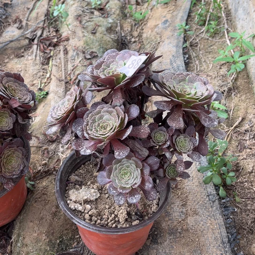 黑萝莉881多肉不包断枝