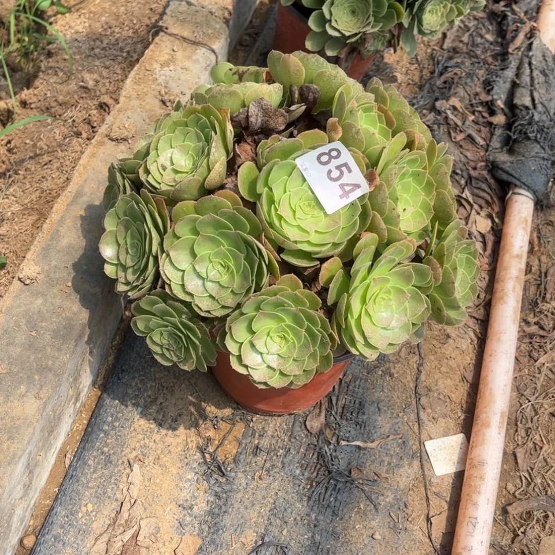 万圣节大棚854多肉不包断枝