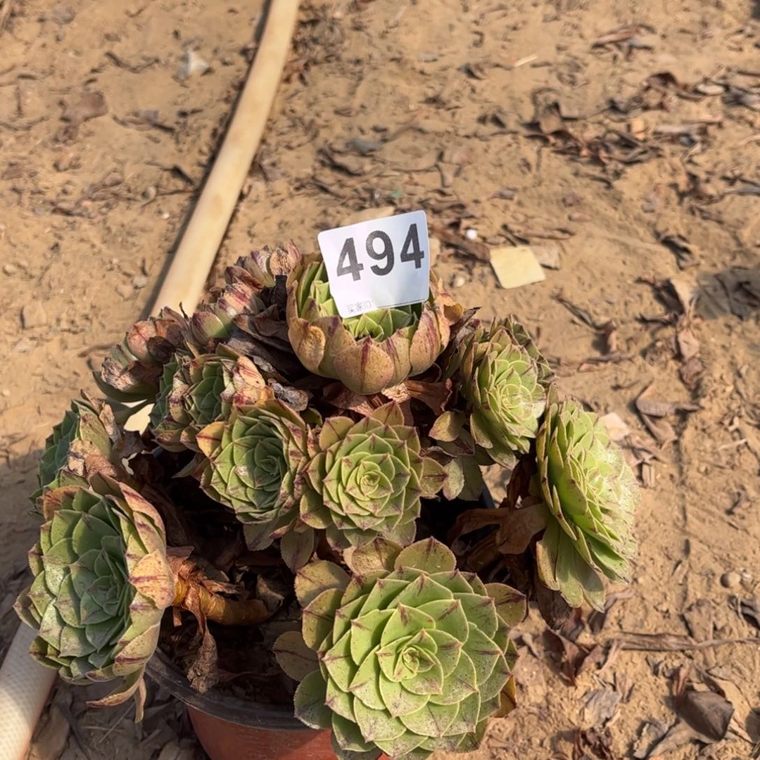 万拉丝494多肉不包断枝