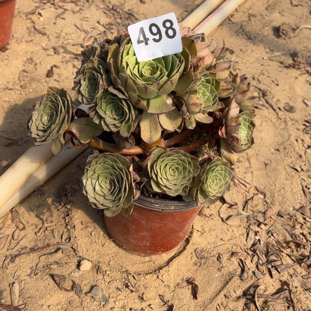 万拉丝498多肉不包断枝