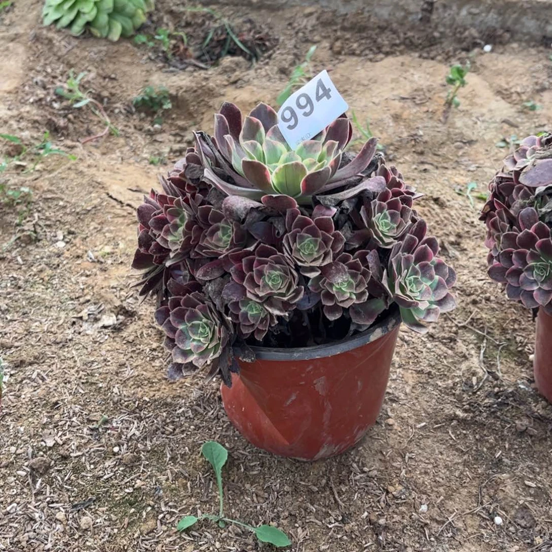 鲁**吖金丝却994多肉不包断枝