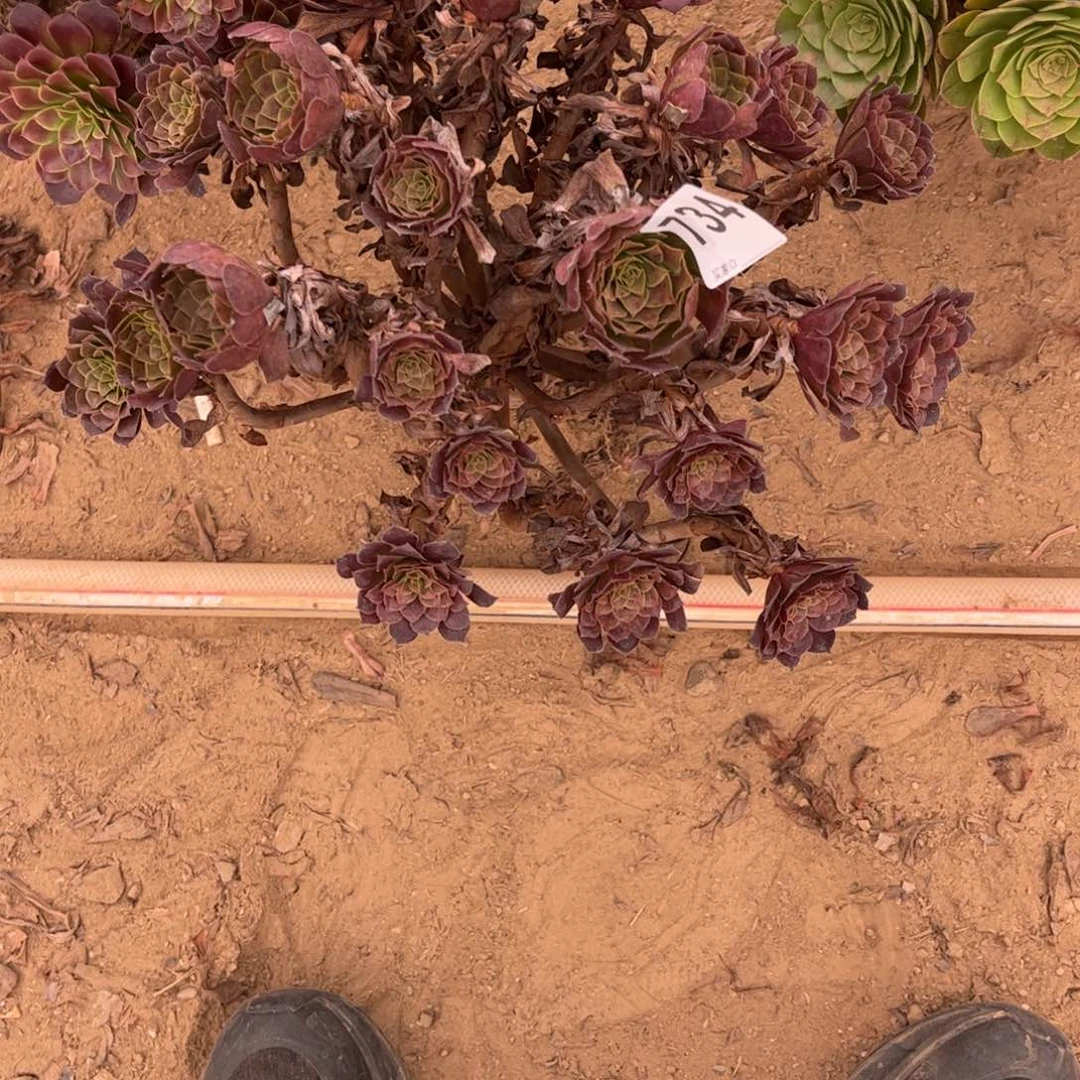 黑铜壶734不包断枝