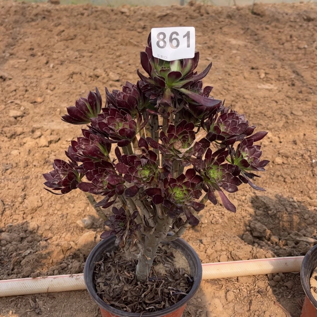 绿箭861多肉不包断枝