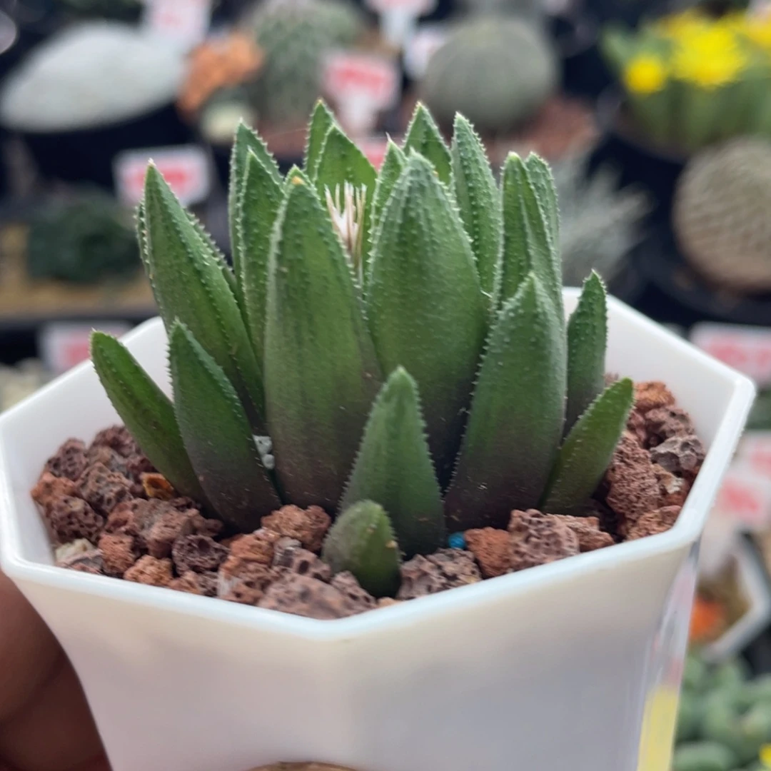 实生齿鲸 致远多肉