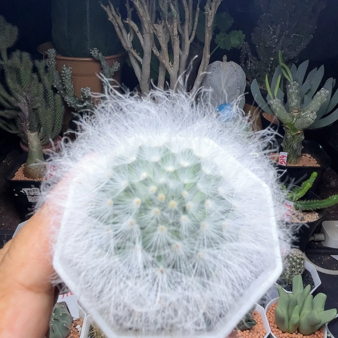 实生淡雪丸仙人球