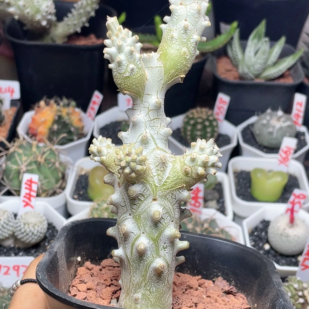 钟馗奇峰锦属仙人球多肉