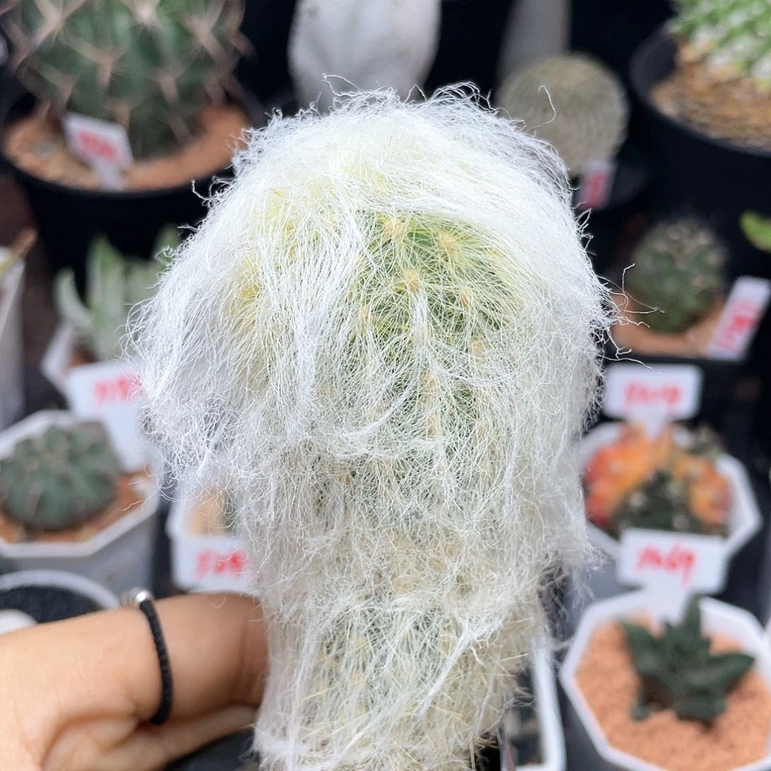 实生老乐柱仙人球