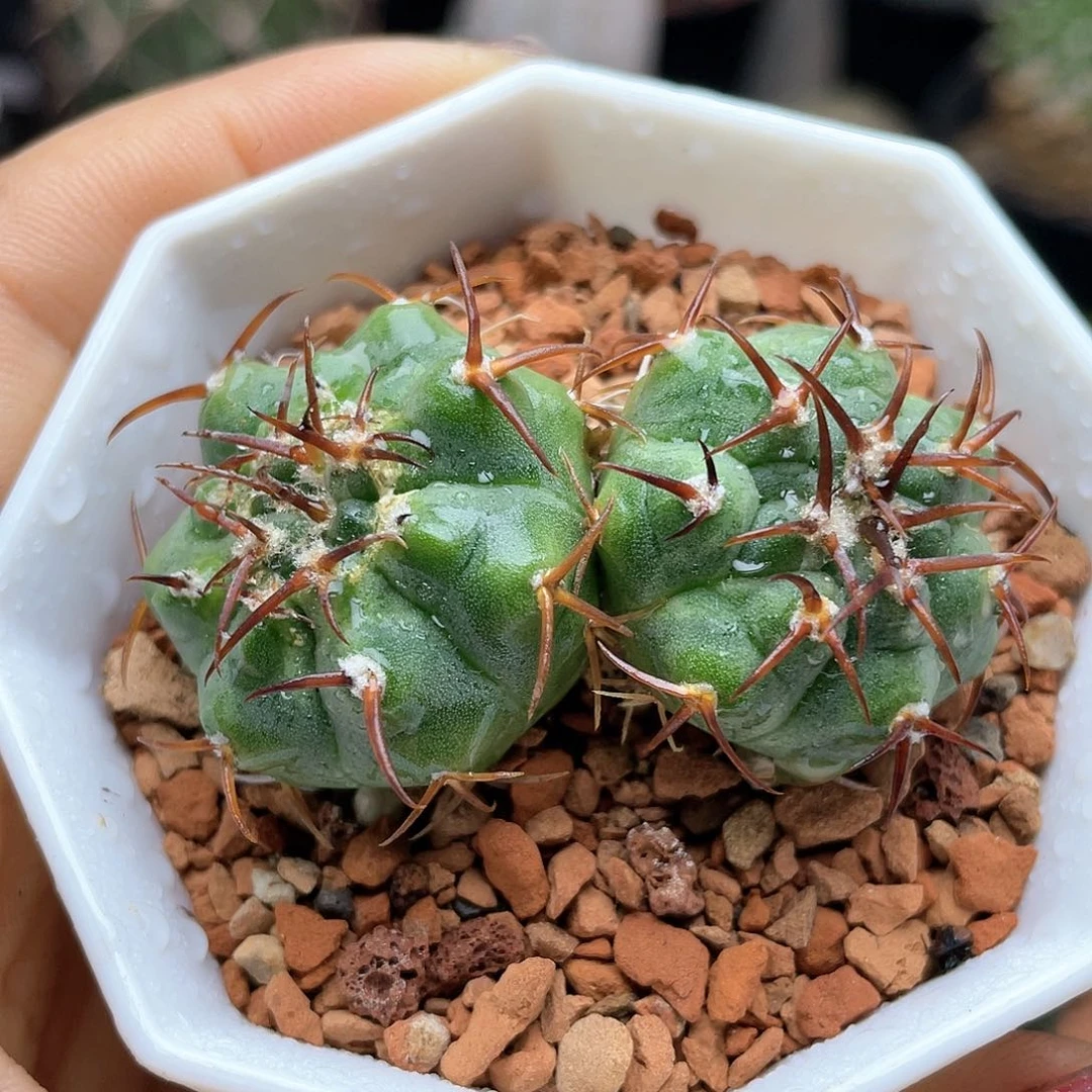 实生双头狂刺碧岩玉仙人球