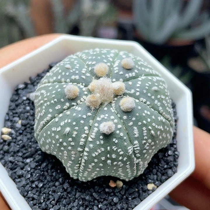实生八爪鱼海星兜仙人球