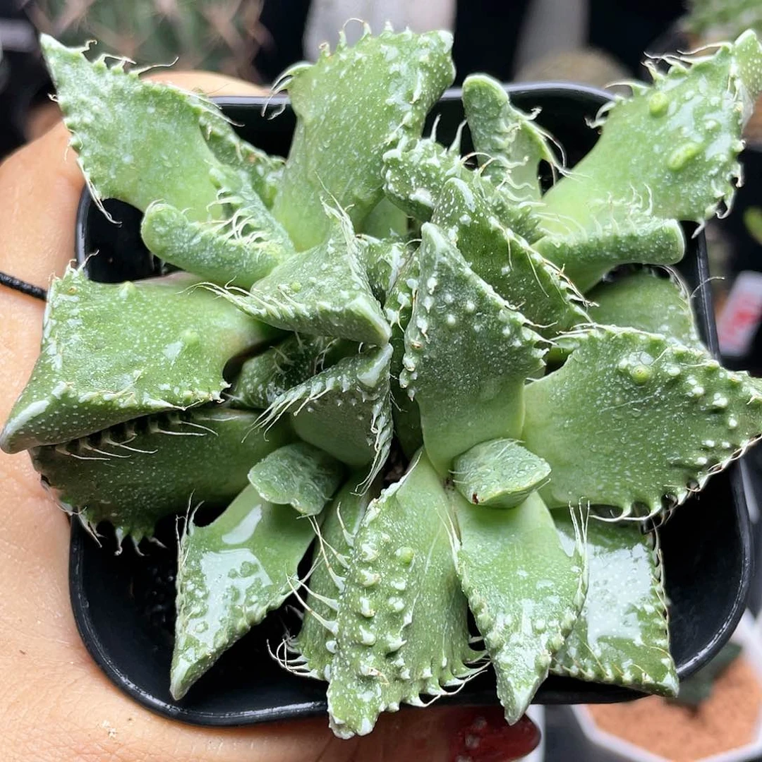 实生狂澜怒涛群仙人球