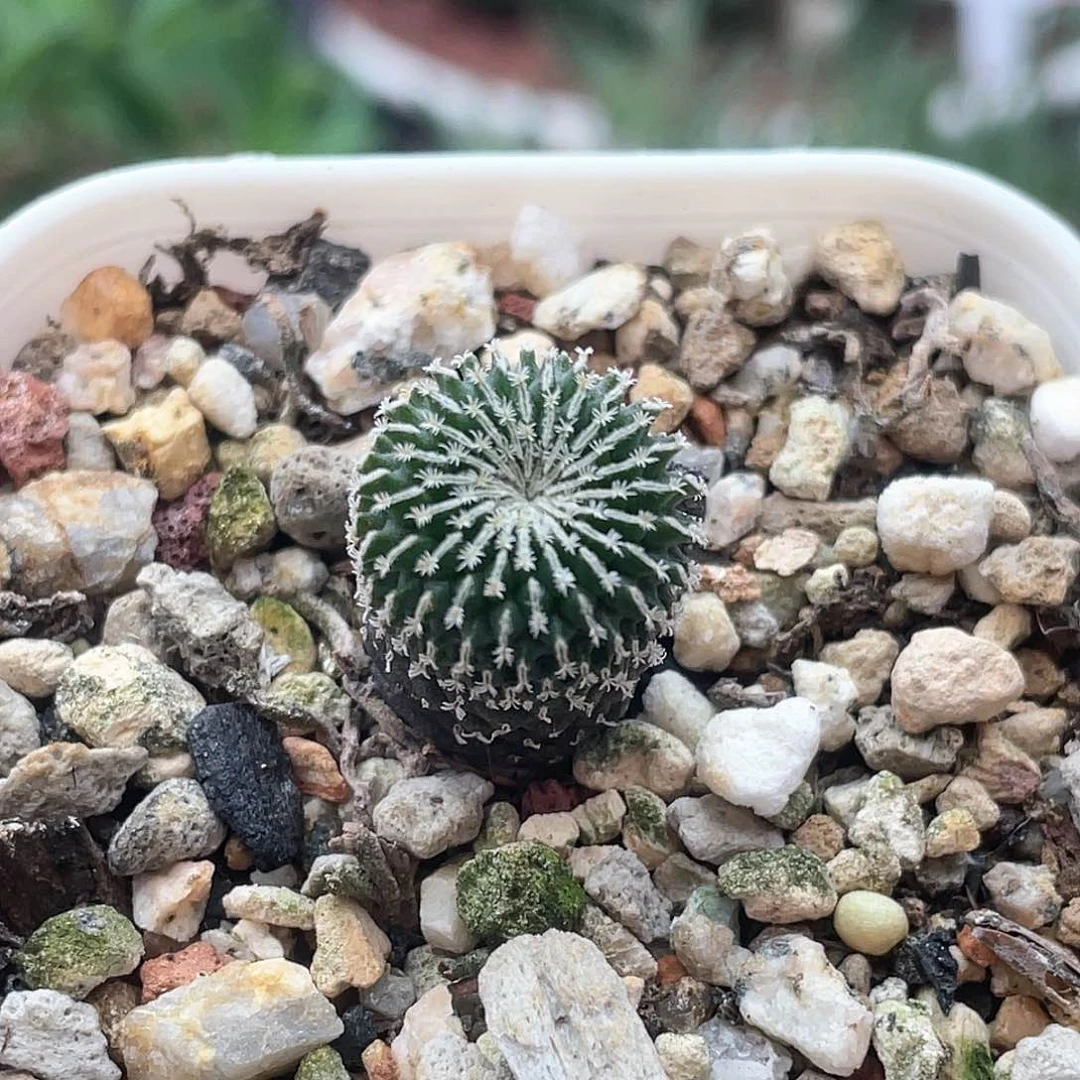 实生刺缀精巧殿仙人球