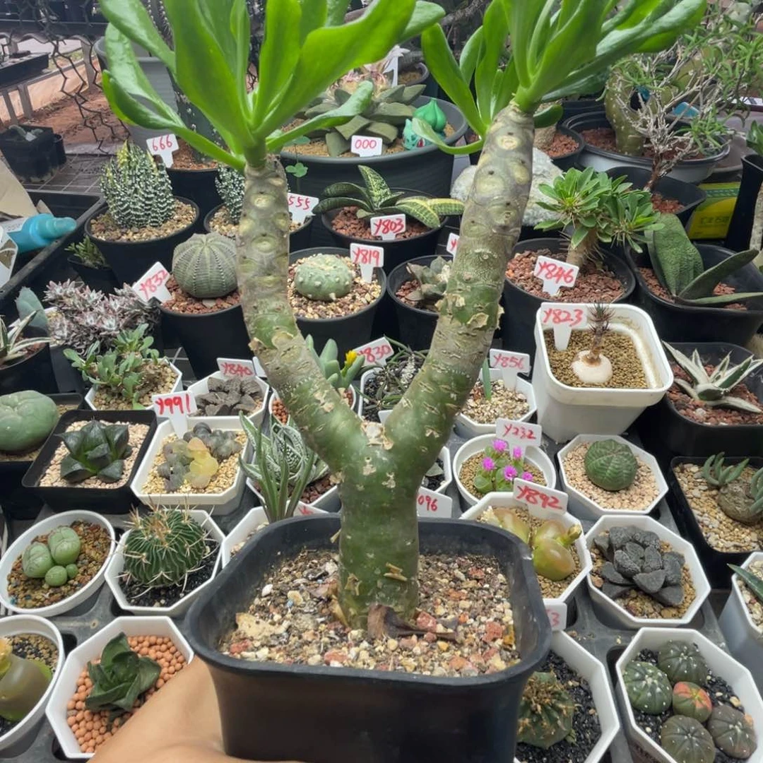 双头阿房宫奇峰锦属仙人球