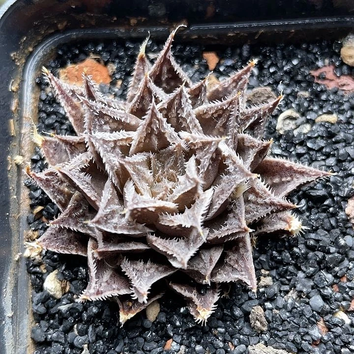 实生原始黑龙角仙人球