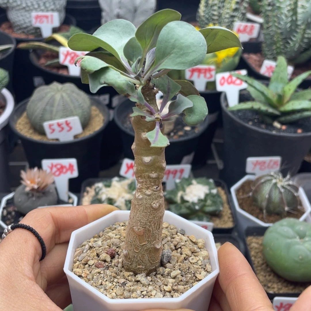 实生紫背美尻厚敦菊仙人球