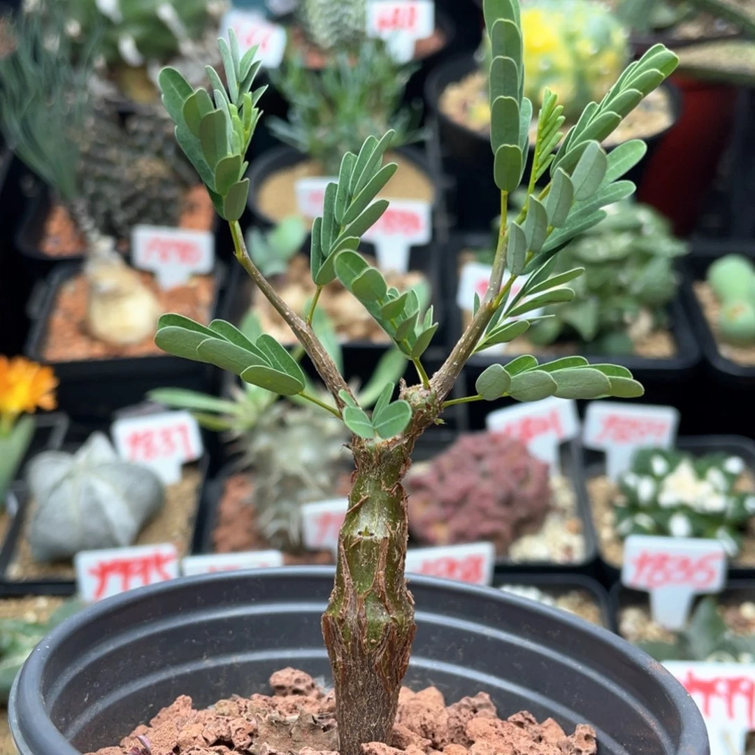 实生沙漠苏木仙人球