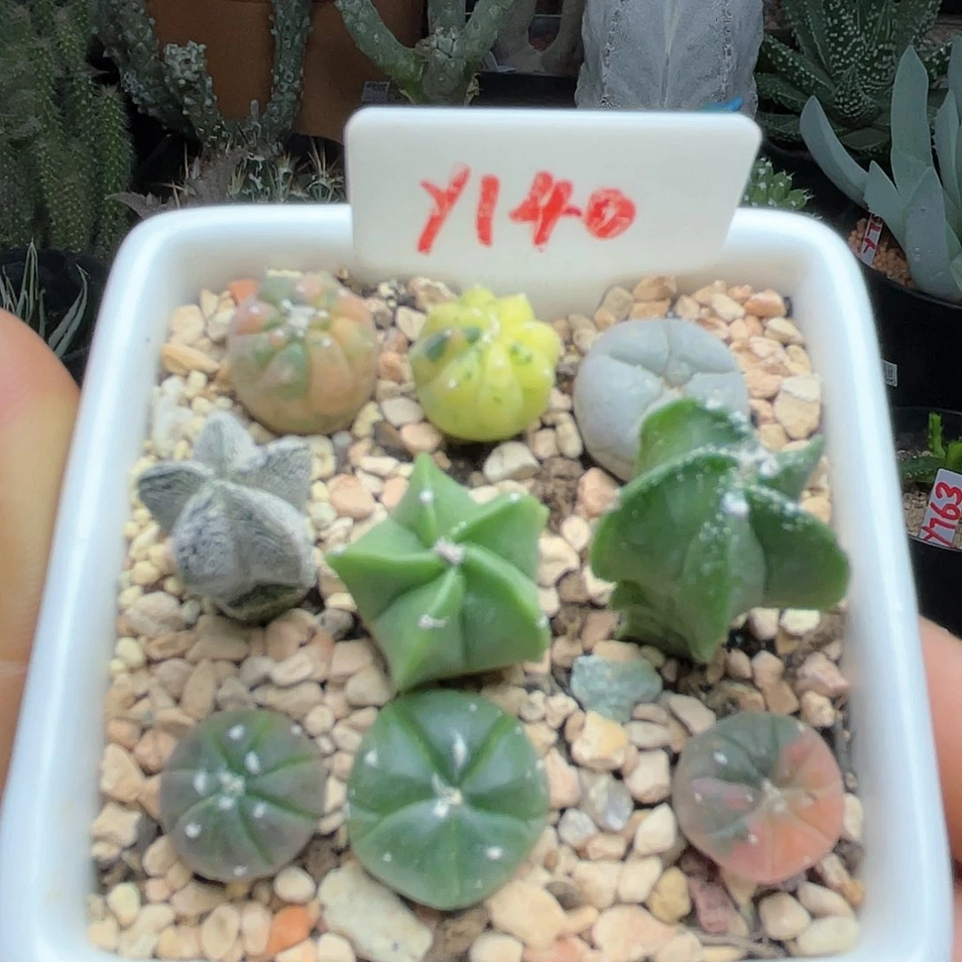 实生九颗拼盘仙人球多肉