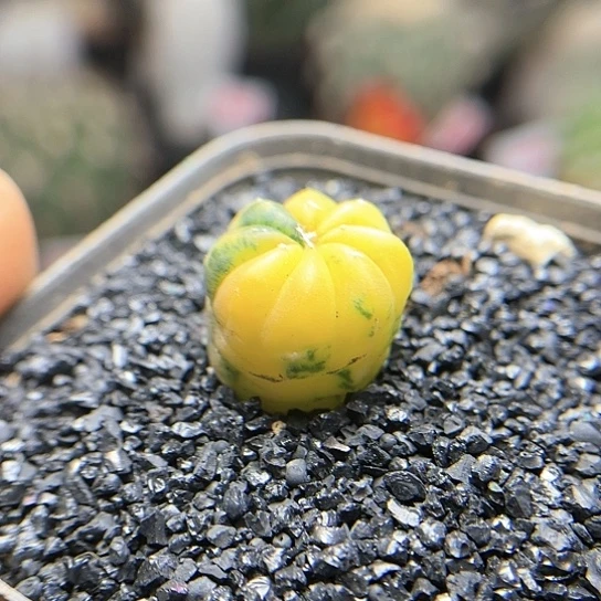 实生糖果兜锦仙人球多肉植物3