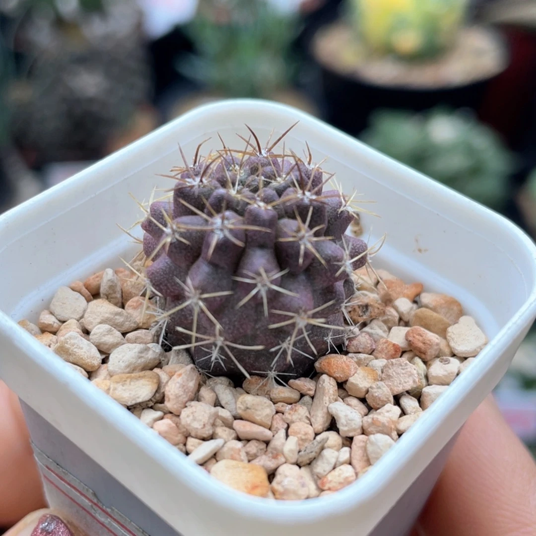 实生紫皮逆鳞丸仙人球