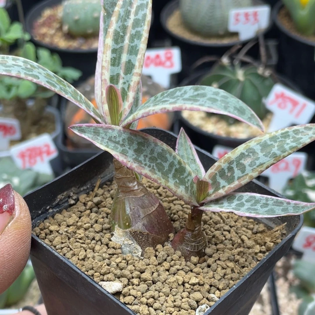 实生尤点百合锦仙人球