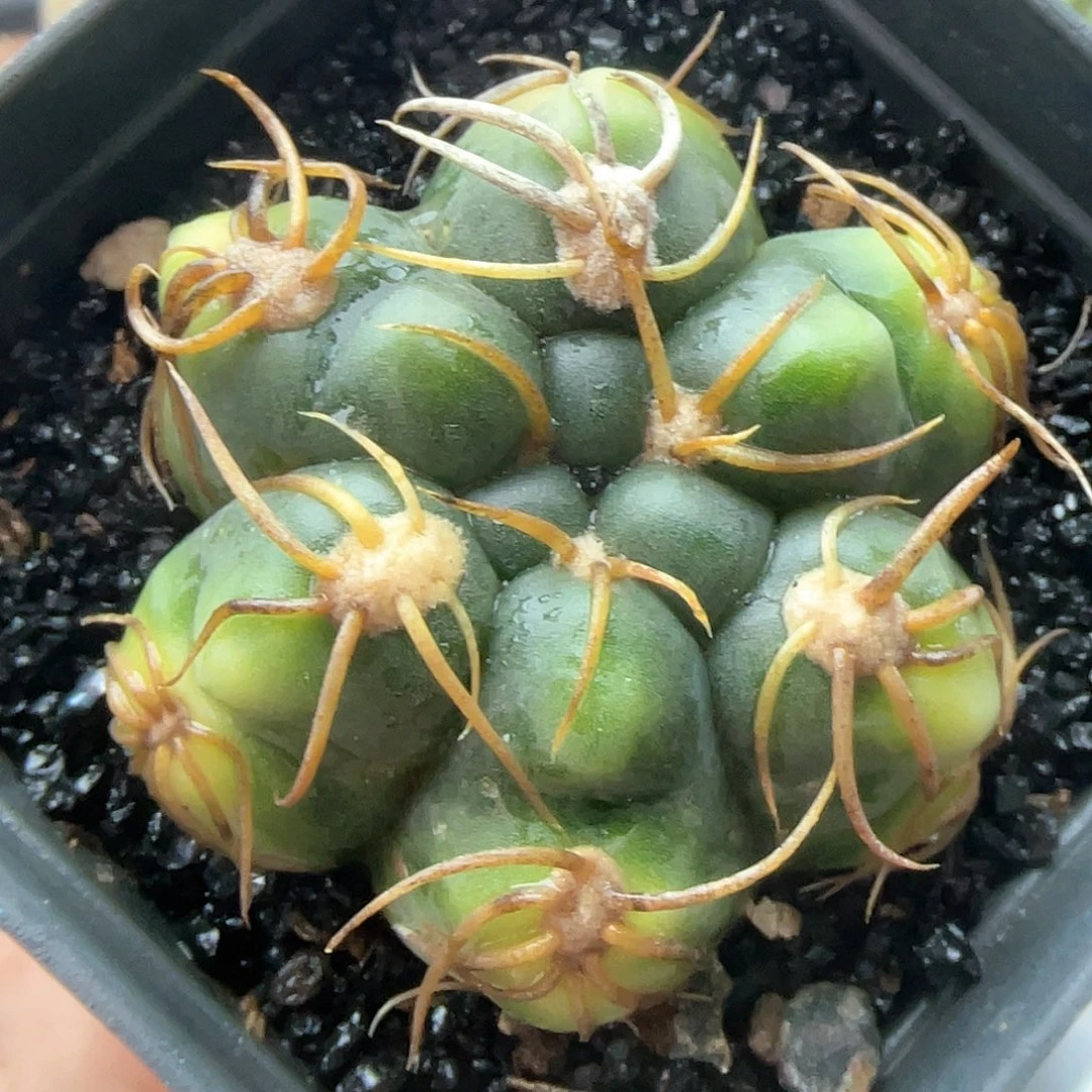 实生高木趴刺海王锦仙人球