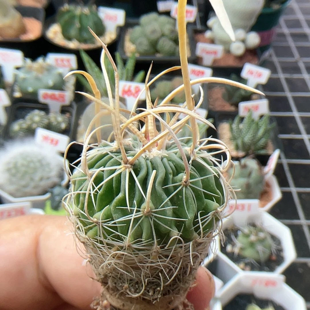 实生狂刺 喷泉刺振武玉