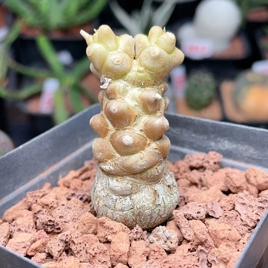 实生双头蛮鬼塔仙人球多肉8