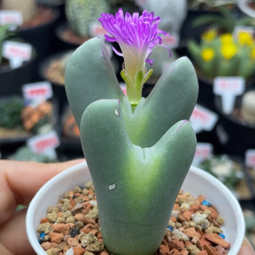 双头紫花皮卡丘少将仙人球红边