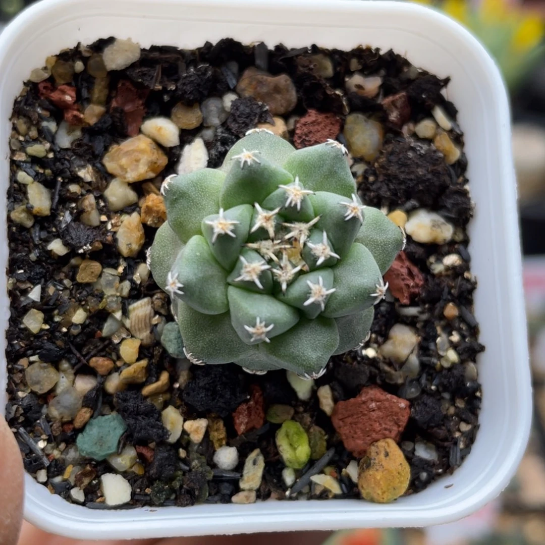 实生大尤赤花娇丽仙人球