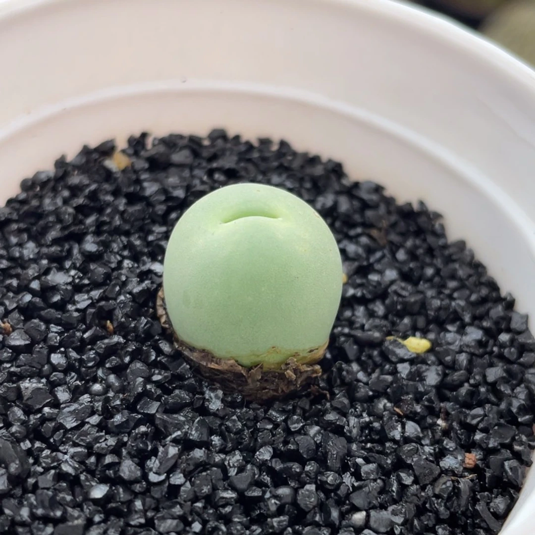 产地鸽子蛋仙人球多肉