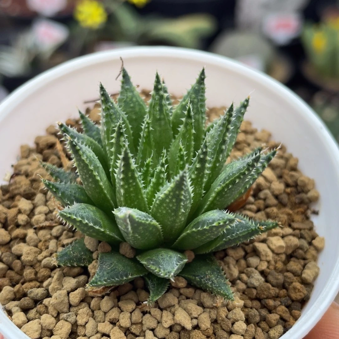 实生原始龙牙仙人球