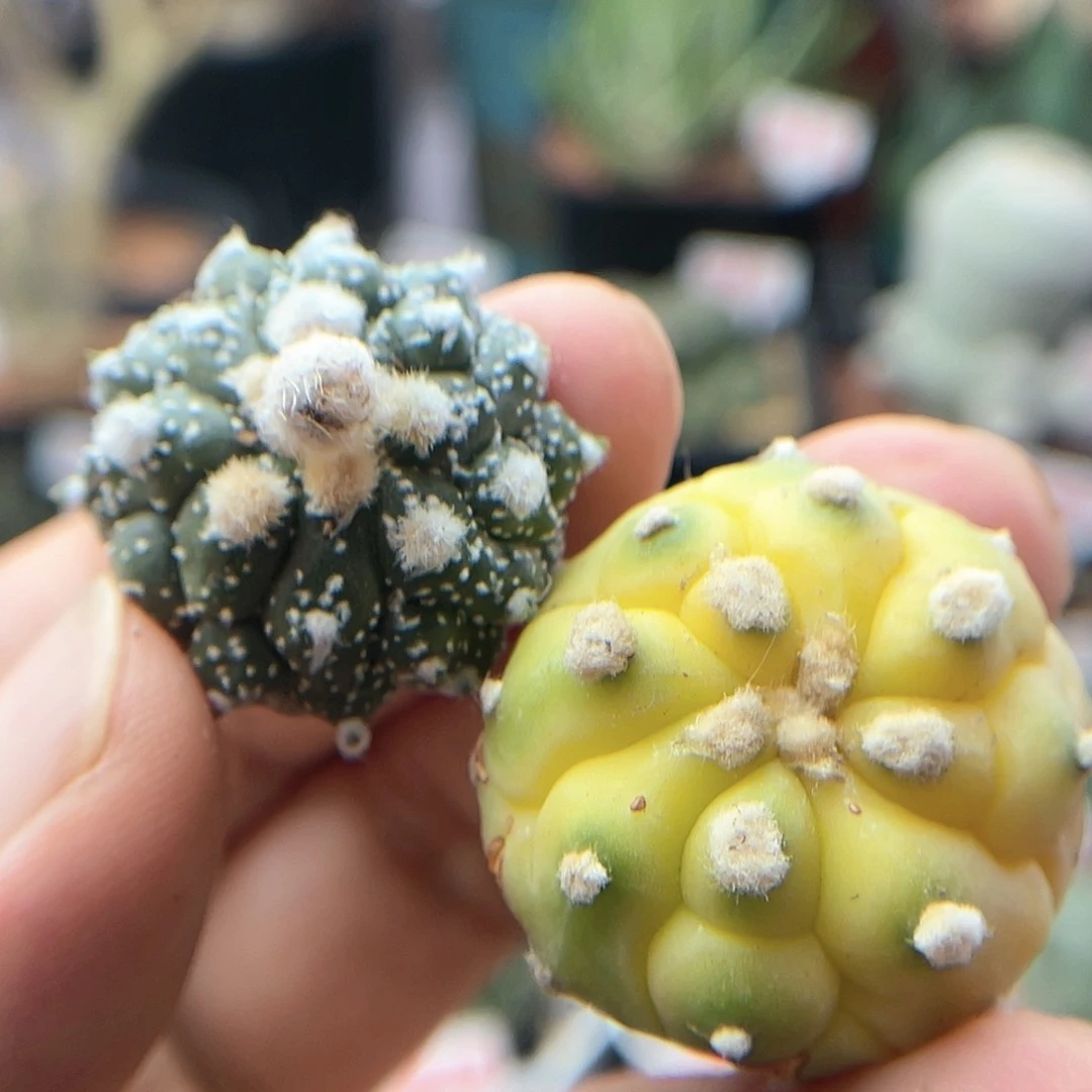 福利两颗侧芽仙人球
