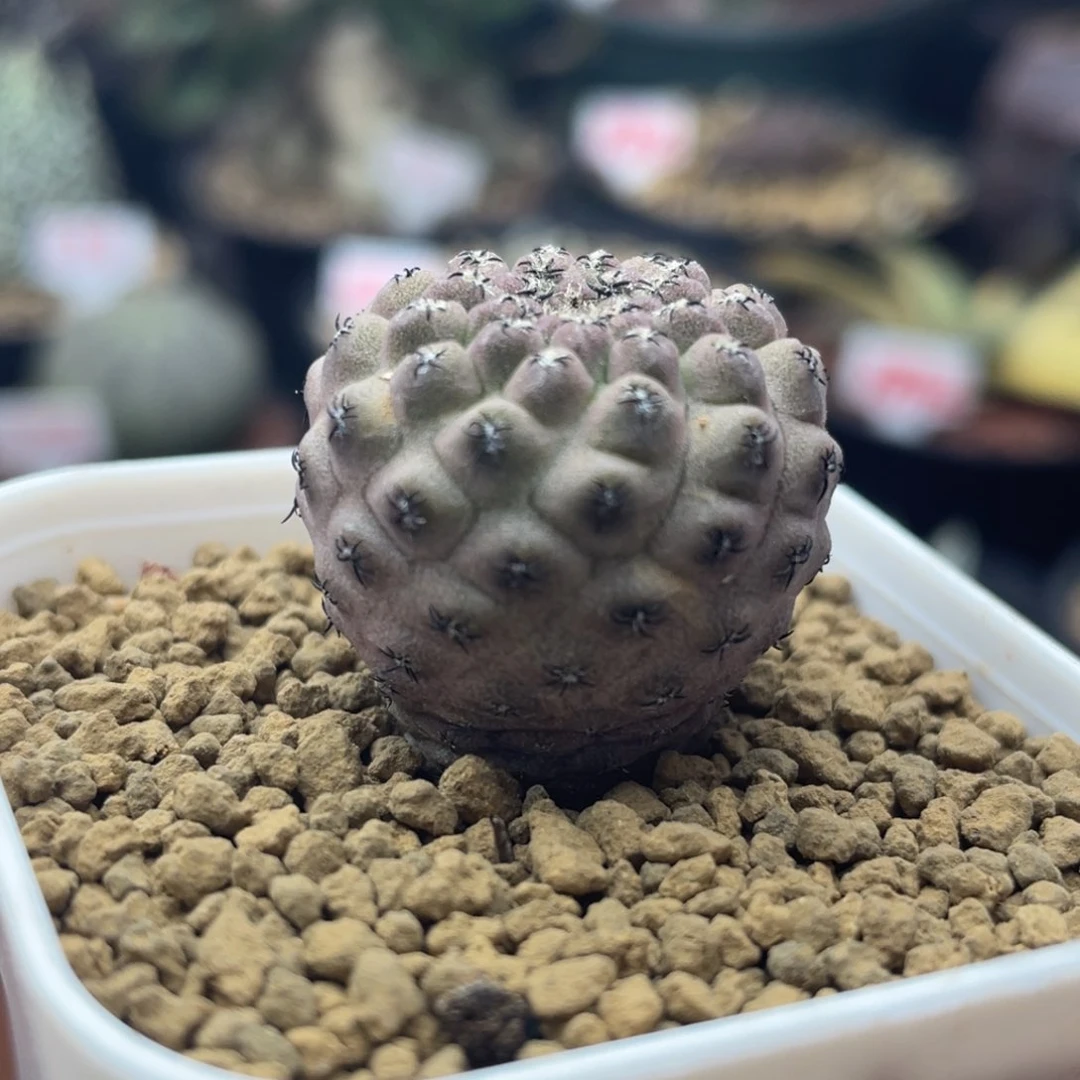 实生大尤紫豹头仙人球1