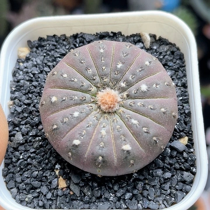 实生紫皮大型士童仙人球
