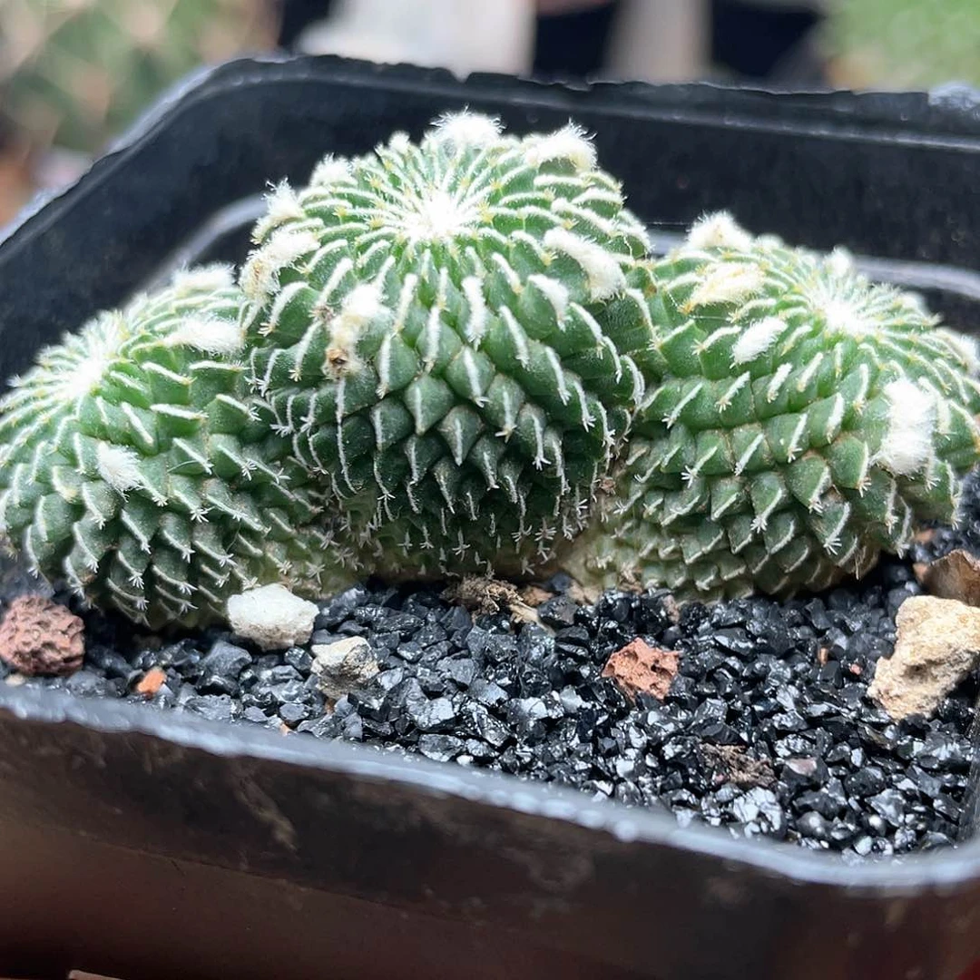 三头刺缀精巧殿仙人球
