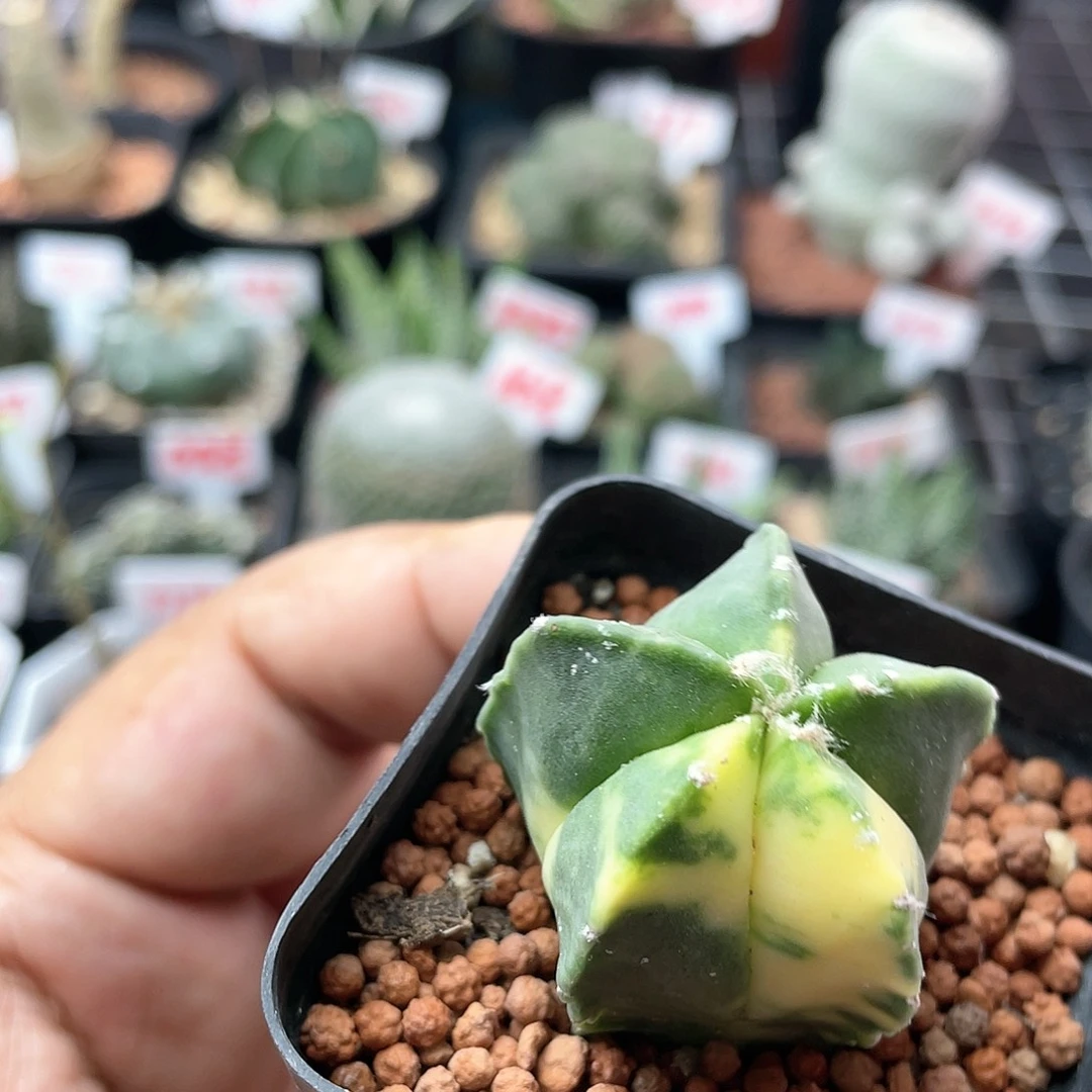福利带盆土发货了