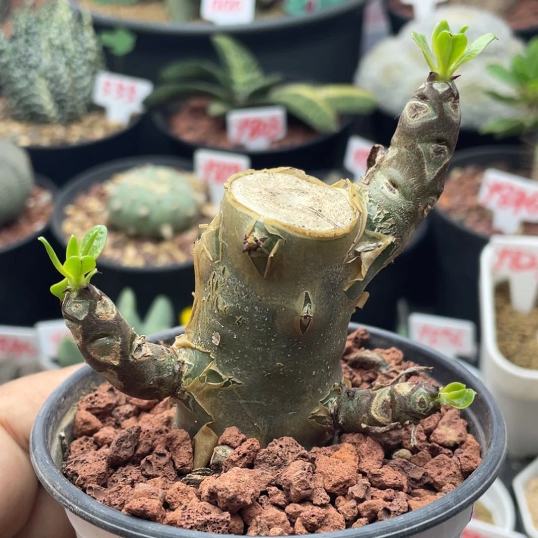 阿房宫 多枝干 致远多肉