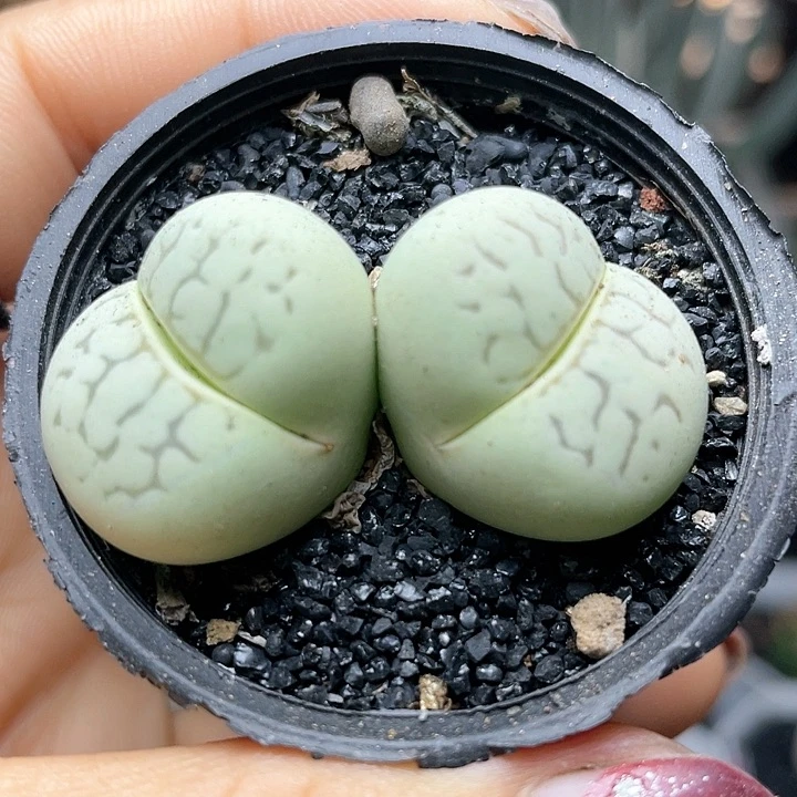 双头大白肉锥仙人球