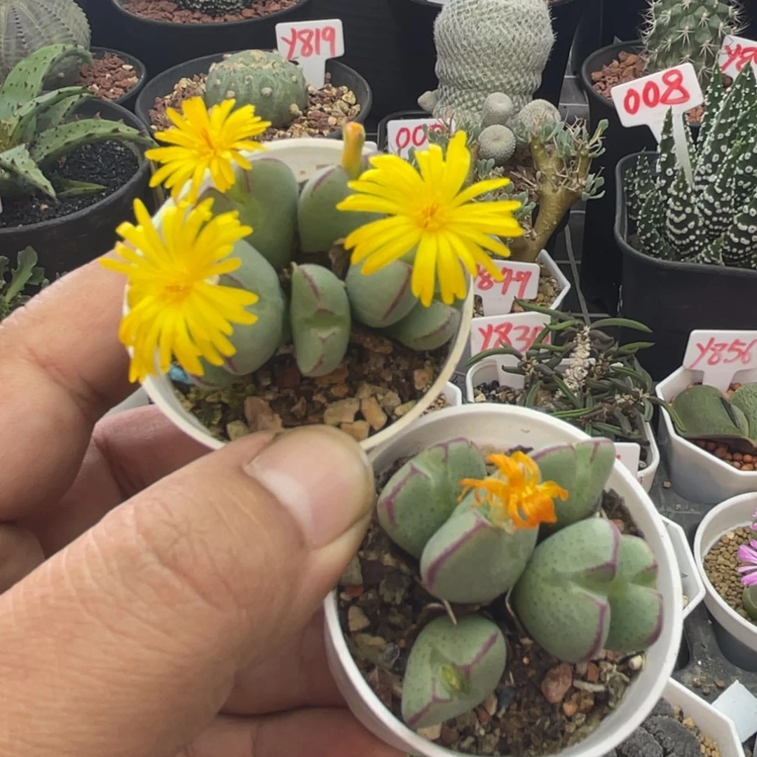 两盆福利 致远多肉