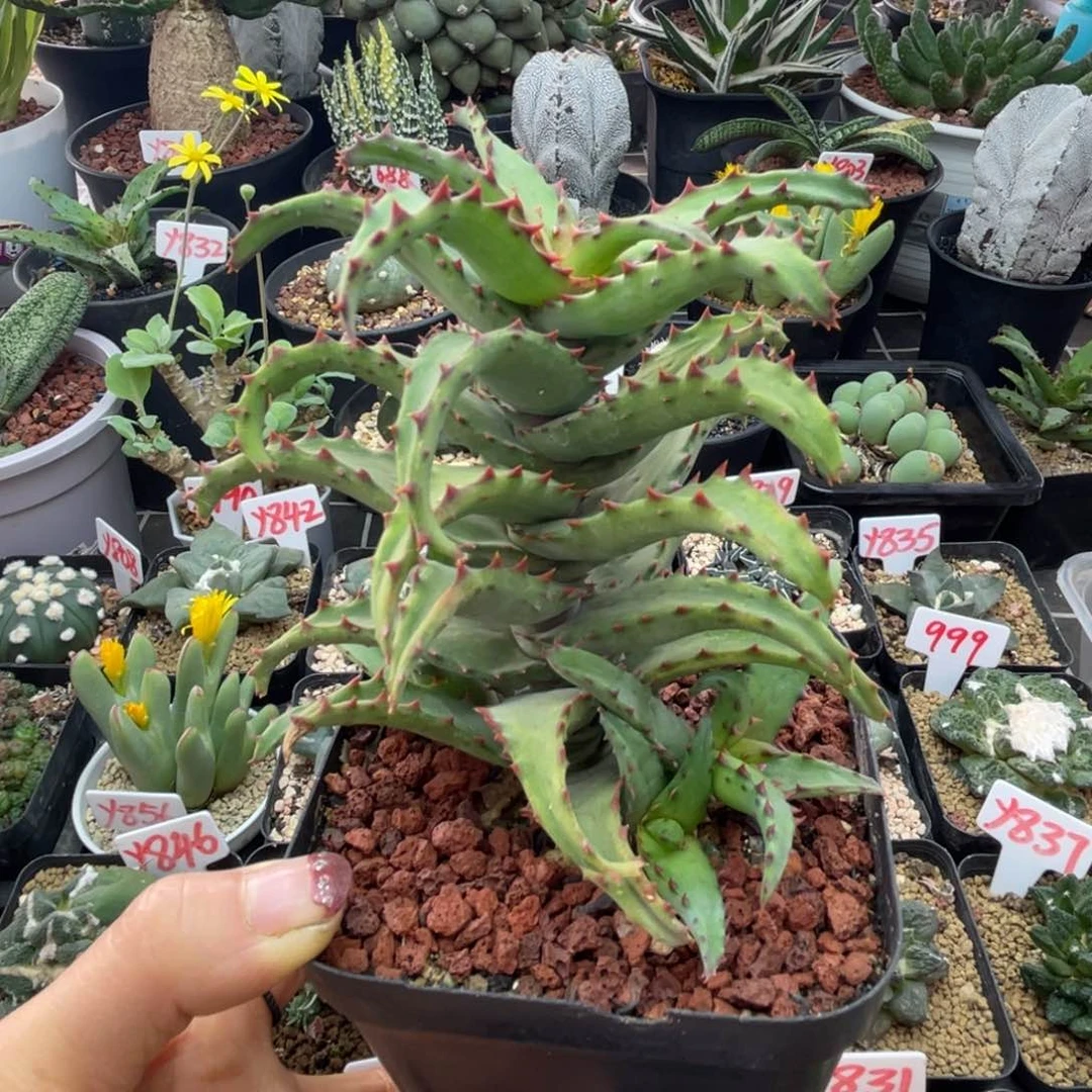 实生老桩卡萨帝芦荟带三个侧芽仙人球