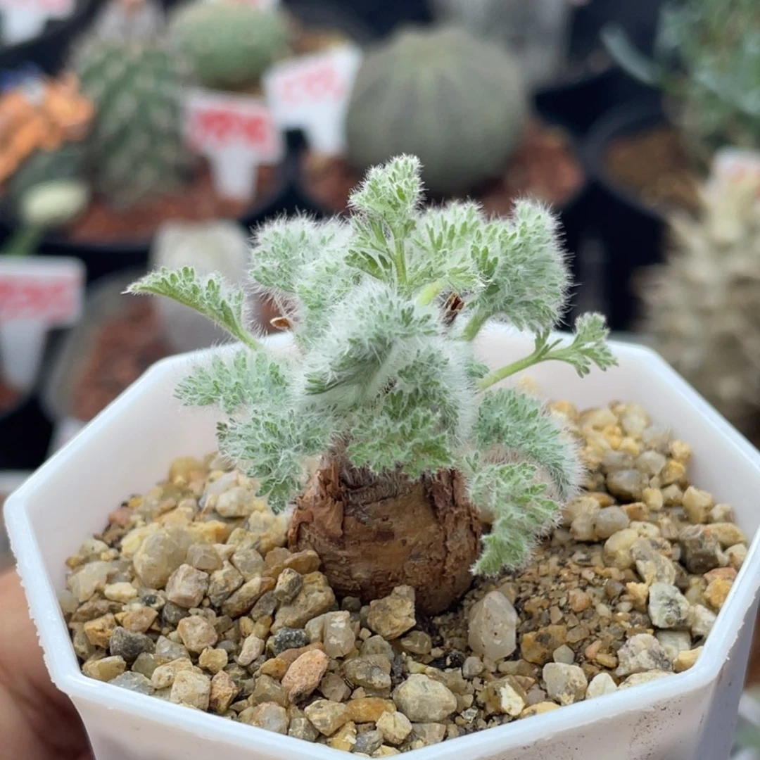 实生羽叶洋葵 致远多肉