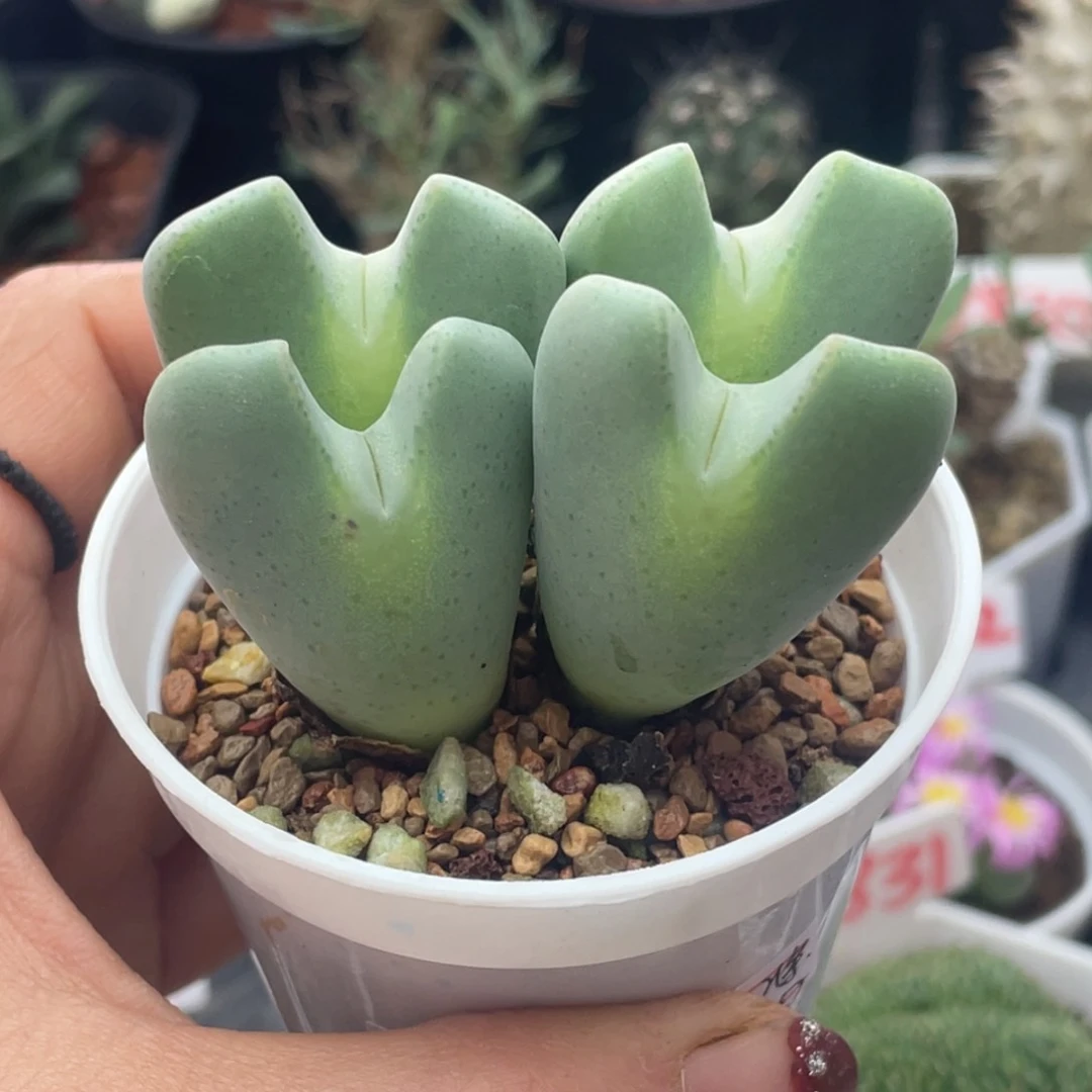 巨型鹿角少将仙人球