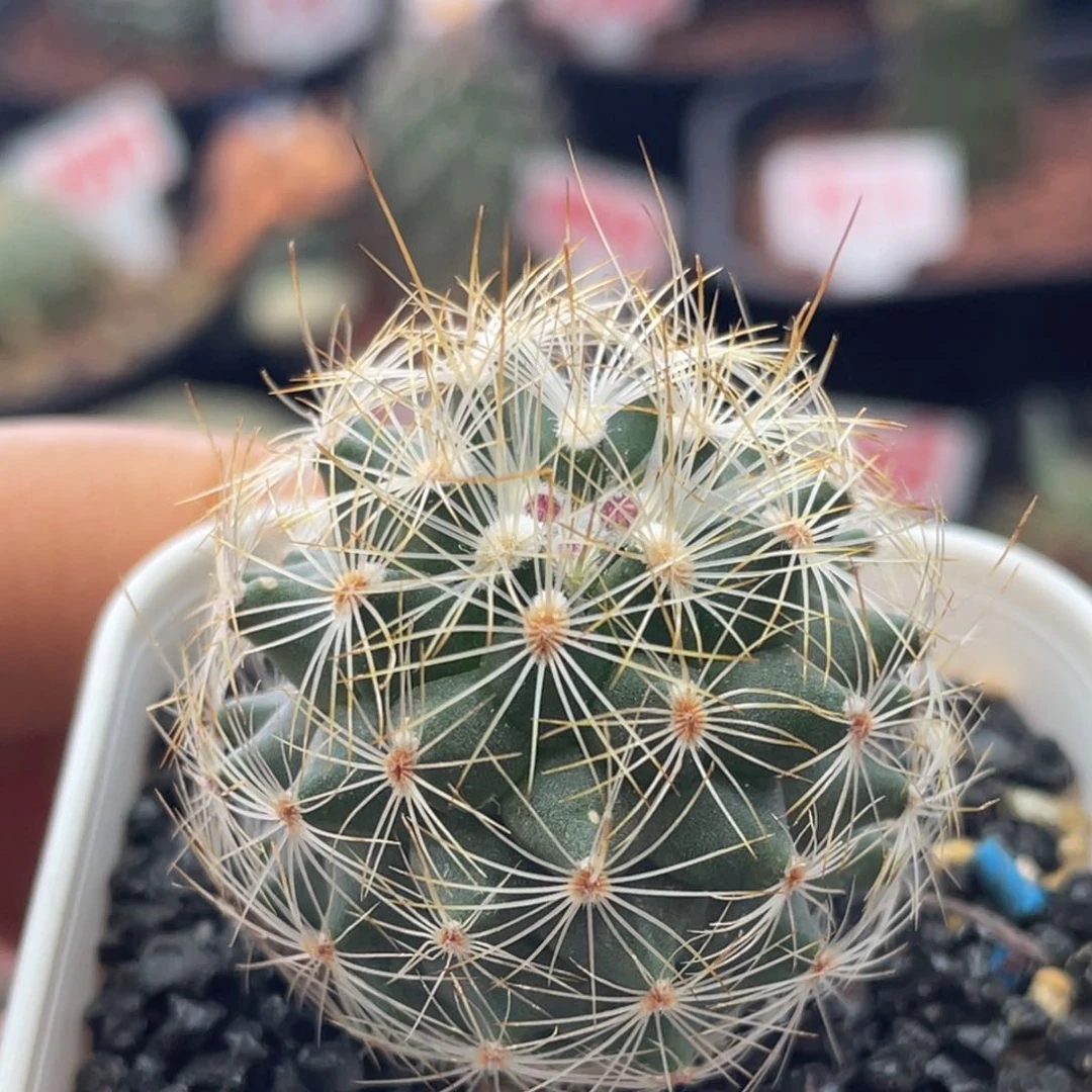 实生内丽带花苞仙人球