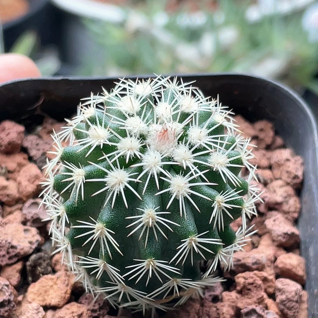 实生皇冠虾仙人球