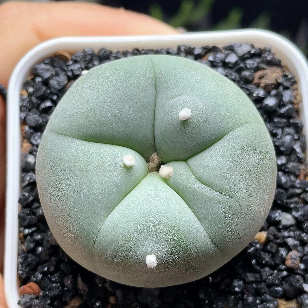 实生银白肌海鲜仙人球多肉