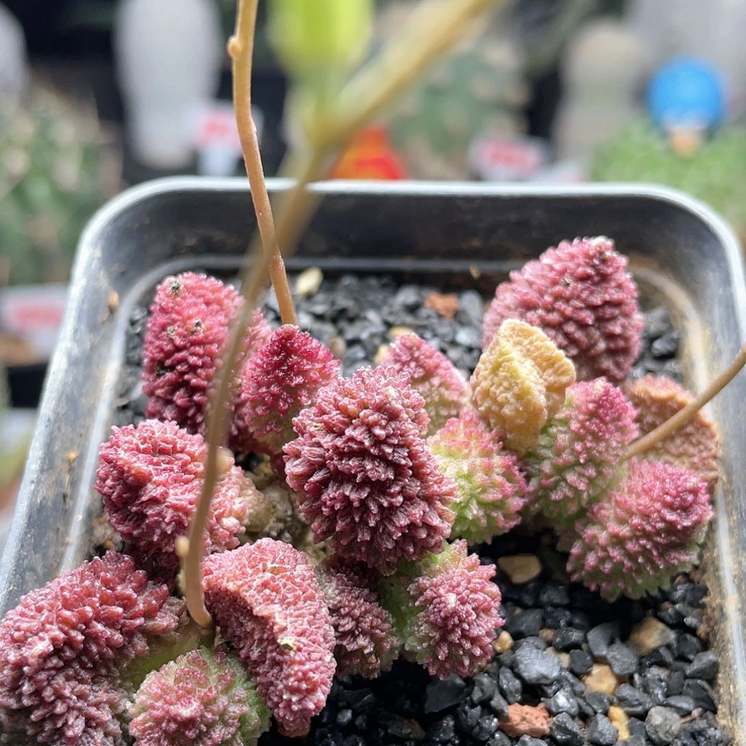 实生大尤朱紫玉 致远