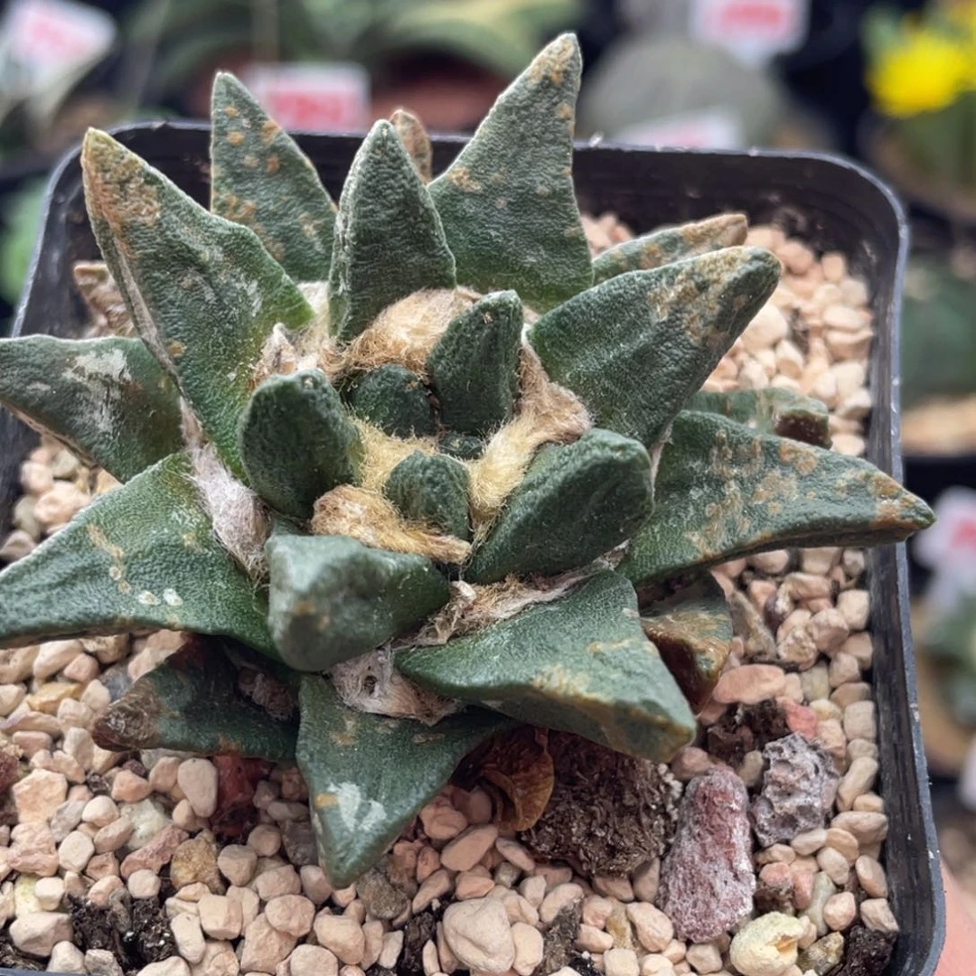 龙牙牡丹仙人球多肉