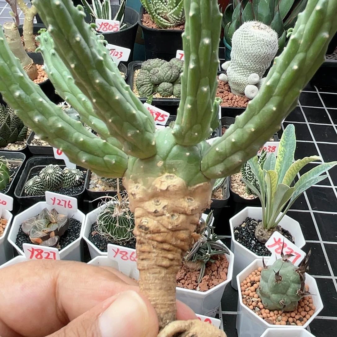 实生九头龙 大戟科